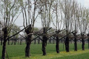 Il Piano Agro-ambientale